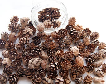 100 Hemlock Pinecones, Mini, Small Pinecones,  Primitive Craft, Rustic Decor (PC 3)