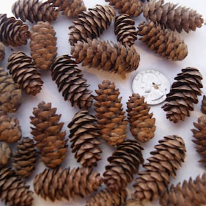 Pine Cones 400 Small Pinecones 3/4-1 1/4 Mini Black Spruce Pine Cones 24  oz 