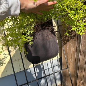 May include: A black fabric hanging planter filled with vibrant green foliage. The planter is suspended on a black metal trellis against a backdrop of a yellow and blue wall and a wooden fence.
