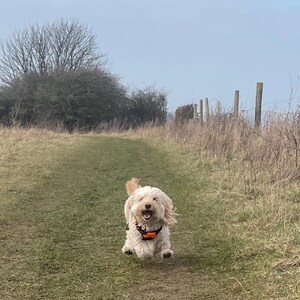 May include: A small, light brown dog with a black and orange harness runs down a dirt path in a grassy field.