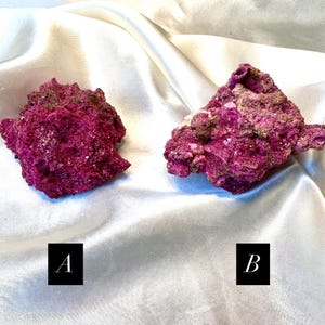 Puede incluir: Dos piezas de coral fucsia vibrante y texturado. El coral es áspero e irregular en forma, con una apariencia ligeramente porosa. El fondo es una tela blanca y sedosa. La imagen está etiquetada con las letras "A" y "B".