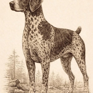 May include: A detailed sepia-toned illustration of a German Shorthaired Pointer dog. The dog is standing in profile, showcasing its spotted coat and muscular build. The background features a simple landscape with trees and a few rocks.