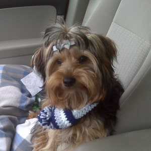 May include: A Yorkshire Terrier dog with brown and black fur, wearing a white and navy blue crocheted scarf with a pom-pom. The dog has white bows in its hair and is sitting in a car seat.