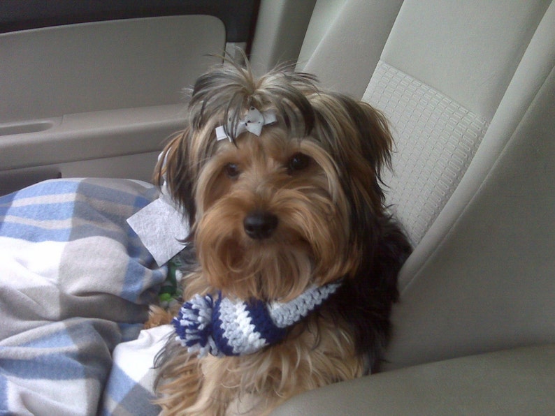 May include: A Yorkshire Terrier dog with brown and black fur, wearing a white and navy blue crocheted scarf with a pom-pom. The dog has white bows in its hair and is sitting in a car seat.