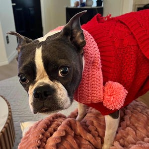 Crocheted Pet Scarf with Pom Pom, Adjustable Dog Neck Warmer image 4