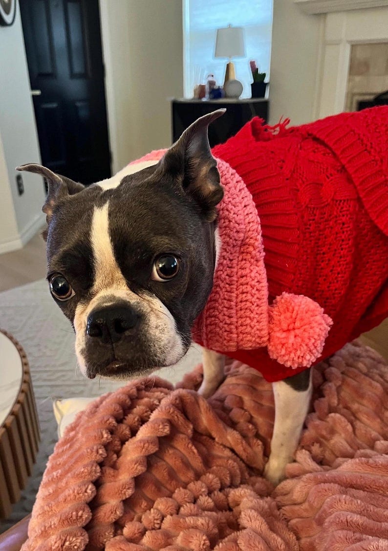 Crocheted Pet Scarf with Pom Pom, Adjustable Dog Neck Warmer image 4