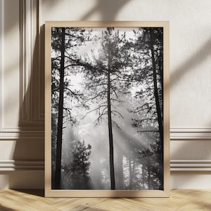 May include: Black and white framed print of a forest scene. Tall trees with visible trunks and branches fill the frame. Sunlight streams through the trees, creating a hazy, atmospheric effect. The frame is a light wood color.