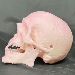 Life-Size Color-Changing Vampire Skull – UV Reactive, Sunlight Turns It Pink!