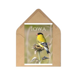 Set di cartoline con uccelli dell'Iowa - Regalo per gli amanti della natura, ricordo di viaggio vintage, saluti scritti a mano, decorazioni per la casa, arte della fauna selvatica