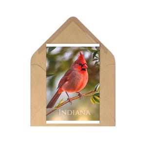 Ensemble de cartes postales vibrantes Indiana Bird | Papeterie pour les amoureux de la nature, cadeau pour les ornithologues amateurs, décoration d'intérieur, cartes à collectionner