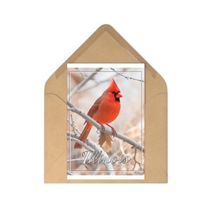 Postales de aves de Illinois (set de 7) para amantes de la naturaleza, recuerdos de viaje, saludos navideños y arte coleccionable.