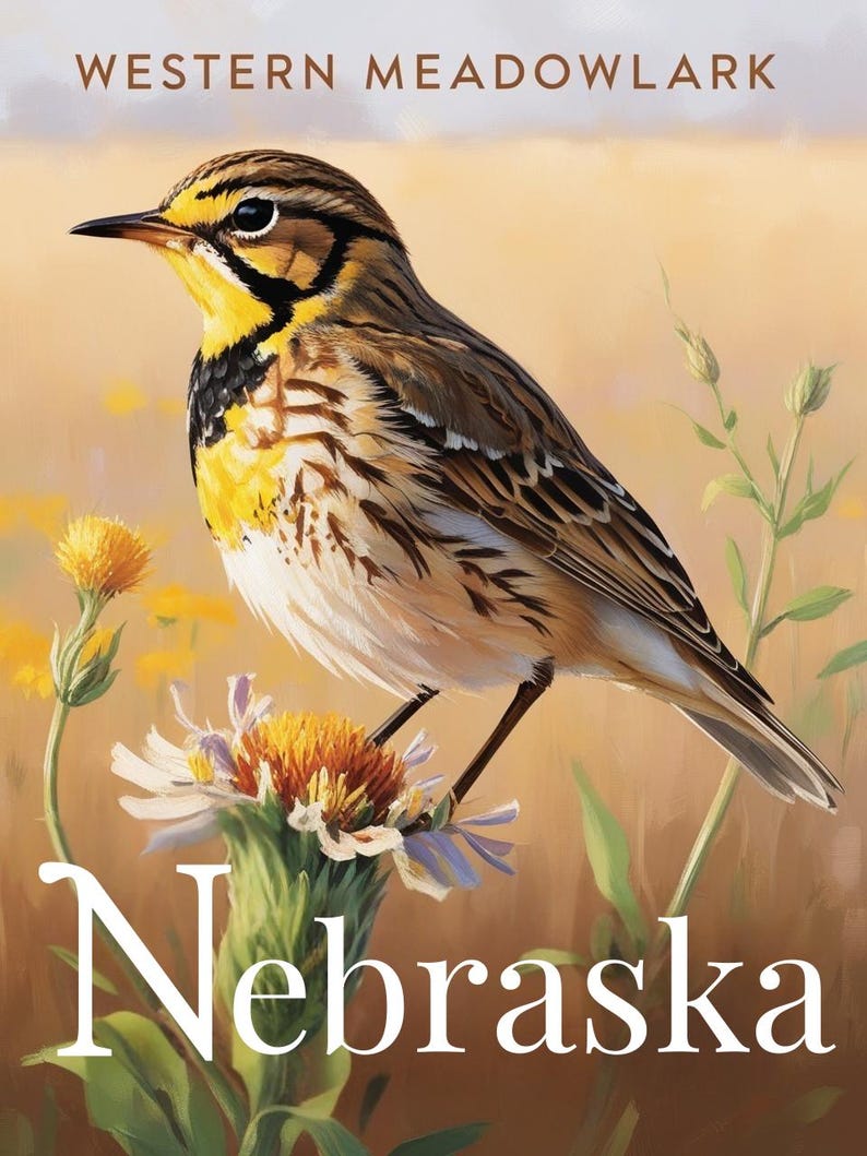 Nebraska Western Meadowlark State Bird image 1