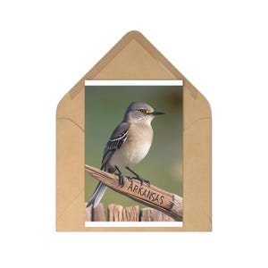 Conjunto de cartões postais de pássaros do Arkansas | 7 cartões com tema da natureza, perfeitos para colecionadores, amantes da arte, presentes, lembranças e decoração de casa