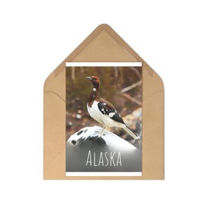 Set di cartoline con uccelli dell'Alaska, regalo per gli amanti della natura, cartoline panoramiche, souvenir di viaggio, articoli di cancelleria per il birdwatching, biglietti d'auguri