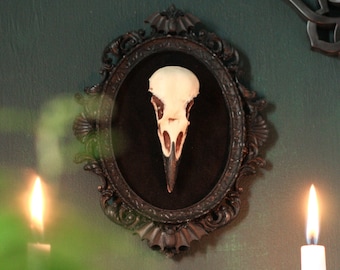 Framed Crow Skull, gothic home decor wall hanging, Halloween decoration, bird skull eco resin replica, Black Victorian macabre bat frame