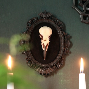 Framed Crow Skull, gothic home decor wall hanging, Halloween decoration, bird skull eco resin replica, Black Victorian macabre bat frame image 1