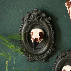 Framed Magpie Skull, 3D Gothic Wall Art, Halloween Home decor image 5