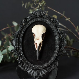 Framed Crow Skull, gothic home decor wall hanging, Halloween decoration, bird skull eco resin replica, Black Victorian macabre bat frame image 5