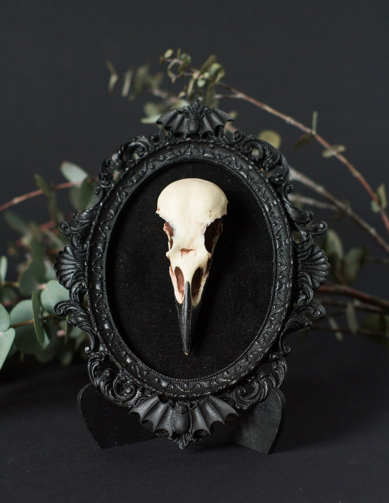 Framed Crow Skull, gothic home decor wall hanging, Halloween decoration, bird skull eco resin replica, Black Victorian macabre bat frame image 5