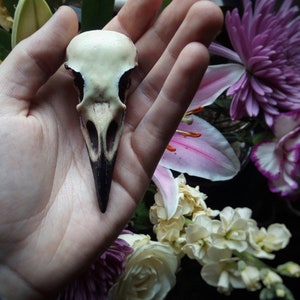 Crow skull pin Replica resin bird skull brooch goth Victorian taxidermy jewellery gift by Peculiar by Nature on Etsy image 7