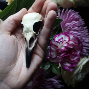 crow skull hair clip replica resin bird skull goth witch hair accessory image 5