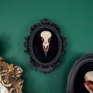 Framed Crow Skull, gothic home decor wall hanging, Halloween decoration, bird skull eco resin replica, Black Victorian macabre bat frame image 7