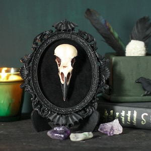 Framed Crow Skull, gothic home decor wall hanging, Halloween decoration, bird skull eco resin replica, Black Victorian macabre bat frame image 6