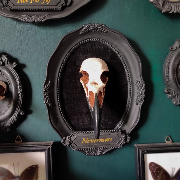 Framed Raven Skull, gothic home decor 3d wall art, eco resin bird skull replica, Black Victorian Halloween frame