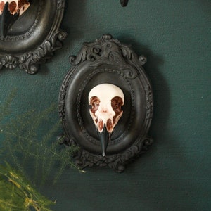 Framed Magpie Skull, 3D Gothic Wall Art, Halloween Home decor image 1