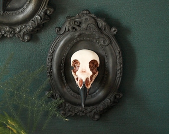 Framed Magpie Skull, 3D Gothic Wall Art, Halloween Home decor