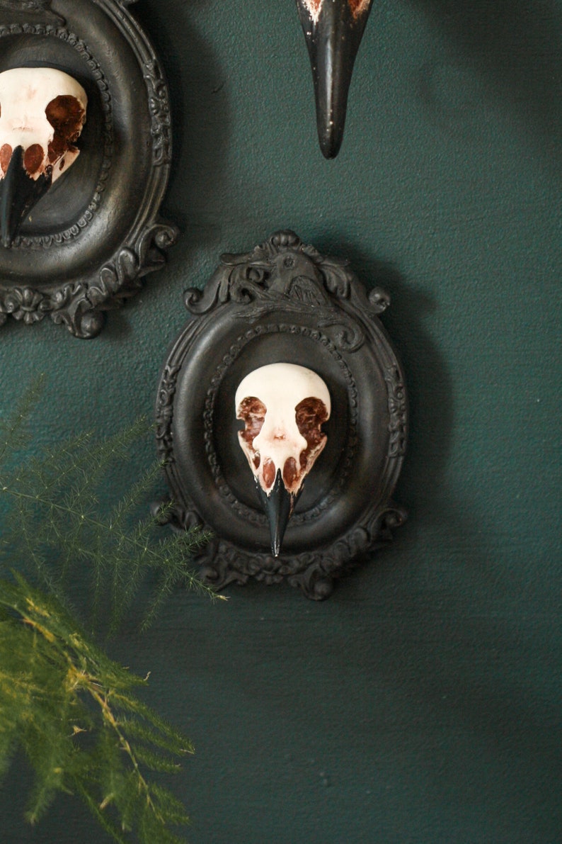 Framed Magpie Skull, 3D Gothic Wall Art, Halloween Home decor image 1
