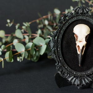 Framed Crow Skull, gothic home decor wall hanging, Halloween decoration, bird skull eco resin replica, Black Victorian macabre bat frame image 4