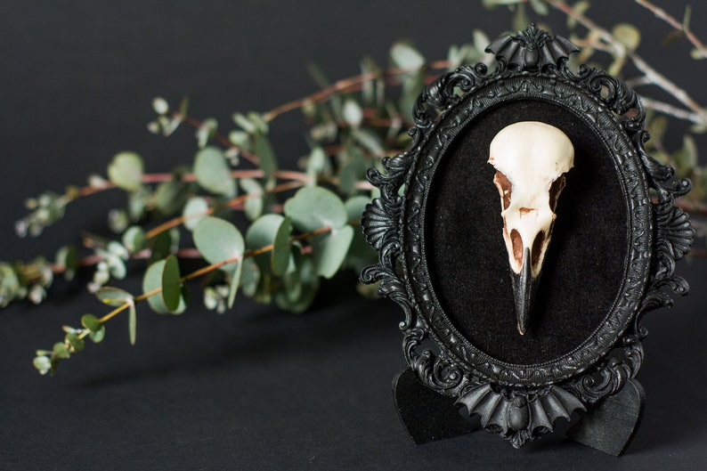 Framed Crow Skull, gothic home decor wall hanging, Halloween decoration, bird skull eco resin replica, Black Victorian macabre bat frame image 4