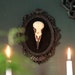 Framed Crow Skull, gothic home decor wall hanging, Halloween decoration, bird skull eco resin replica, Black Victorian macabre bat frame
