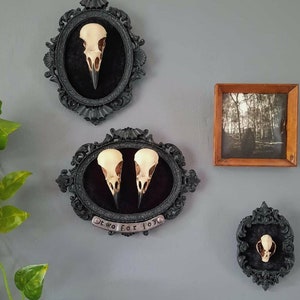 Framed Crow Skull, gothic home decor wall hanging, Halloween decoration, bird skull eco resin replica, Black Victorian macabre bat frame image 3
