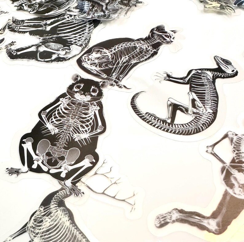 Animal X-ray Stickers, 50 Unique Bone Pattern Decals - Etsy