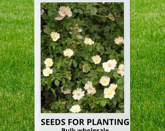 Bulk wholesale seeds for planting, Rosa canina Schmid's Ideal seeds, Brier Rose, Dog Brier, Dog Rose, Schmid's Ideal Dog Rose, lot 65 seeds