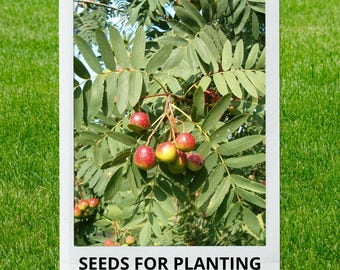Bulk wholesale seeds for planting, Sorbus domestica seeds, Service Tree, Sorb Tree, Sorb Apple, Whitty Pear, True Service Tree, lot 9 seeds