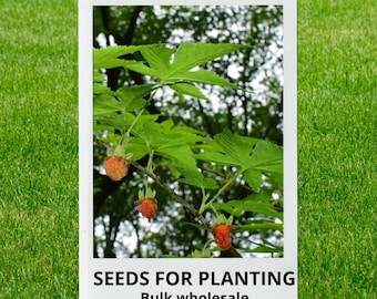 Bulk wholesale seeds for planting, Rubus chingii suavissimus seeds, Chinese Sweet Tea, lot 62 seeds