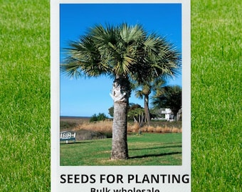 Bulk wholesale seeds for planting, Sabal palmetto seeds, Cabbage Palm, Cabbage Palmetto, sabal palm, swamp cabbage, lot 13 seeds