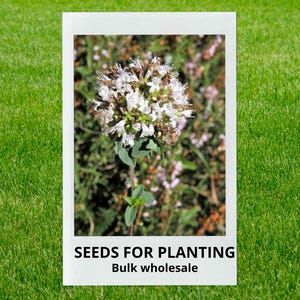 May include: A white framed image on a green grass background. The image shows a close-up of a flowering plant with white and brown blossoms. The text on the image reads "SEEDS FOR PLANTING" and "Bulk wholesale".