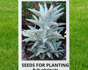 Bulk wholesale seeds for planting, Salvia apiana seeds, Bee Sage, Sacred Sage, White Sage, Californian white sage, lot 236 seeds