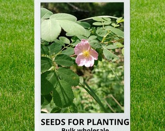 Bulk wholesale seeds for planting, Rosa laxa seeds, Laxa Rose, lot 39 seeds