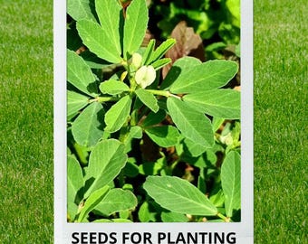 Bulk wholesale seeds for planting, Trigonella foenum-graecum seeds, Fenugreek, lot 45 seeds