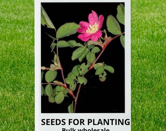 Bulk wholesale seeds for planting, Rosa pisocarpa seeds, Cluster Rose, Swamp Rose, lot 5 seeds