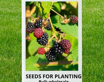 Bulk wholesale seeds for planting, Rubus leucodermis seeds, Western Raspberry, Whitebark Raspberry, blackcap raspberry, lot 49 seeds