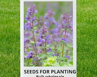 Bulk wholesale seeds for planting, Nepeta cataria + seeds, Catmint, Catnip, Catswort, lot 316 seeds