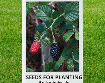 Bulk wholesale seeds for planting, Rubus cuneifolius seeds, Sand Blackberry, lot 15 seeds