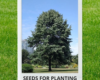 Bulk wholesale seeds for planting, Tilia tomentosa seeds, Silver Lime, Silver Linden, European White Lime, White Linden, lot 19 seeds