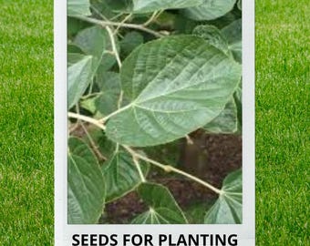 Bulk wholesale seeds for planting, Tilia mandshurica seeds, Manchurian Lime, Manchurian Linden, lot 19 seeds
